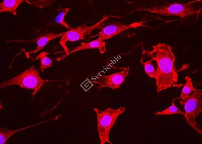 ® IF555-Aglutynina z kiełków pszenicy (WGA, światło czerwone)